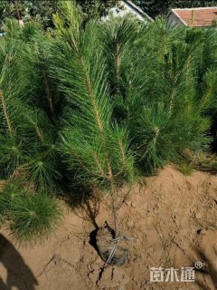 高度11厘米黑松