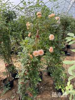 高度100厘米月季