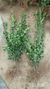 高度80厘米大叶黄杨