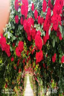 高度60厘米欧洲月季