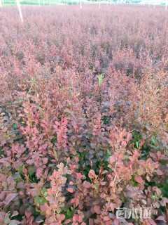 高度30厘米紫叶小檗