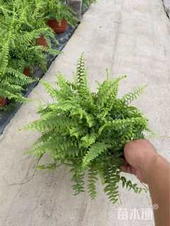 高度20厘米波斯顿蕨