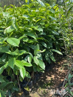 0.4公分乐昌含笑