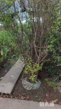 高度150厘米丛生花石榴