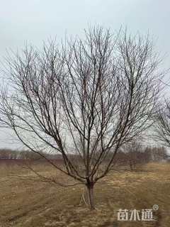 18公分菊花碧桃