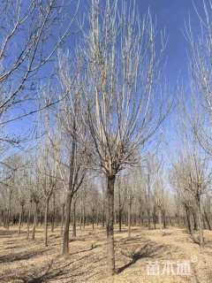 17公分速生白蜡