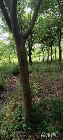 50公分(3杆)丛生榉树