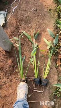 高度60厘米再力花