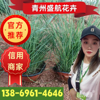 高度25厘米粉黛乱子草【价格/图片/规格】仅供参考 ➡详情📞