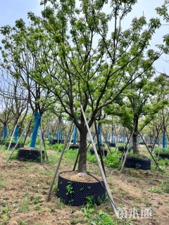 30公分香樟