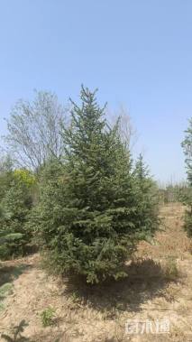 高度300厘米青海云杉