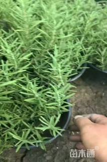 高度20厘米迷迭香