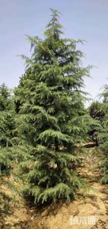 高度500厘米雪松