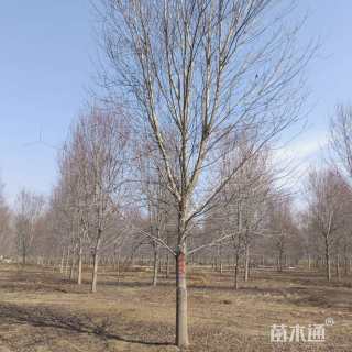 23公分美国红枫