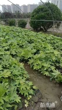 高度30厘米八角金盘