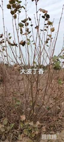 高度250厘米丛生紫丁香