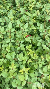 高度20厘米月季