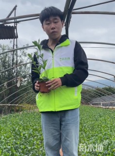 高度25厘米栀子花