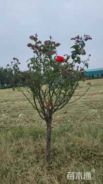 高度120厘米月季