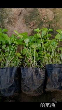 高度15厘米蛇莓