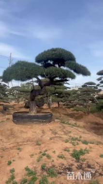 17公分造型油松