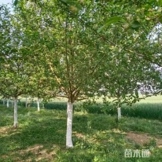 高度300厘米冬红果海棠