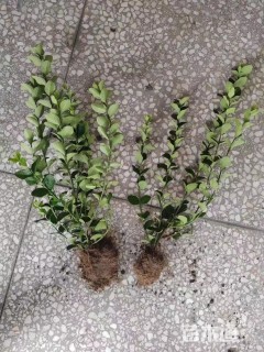 高度70厘米卫矛