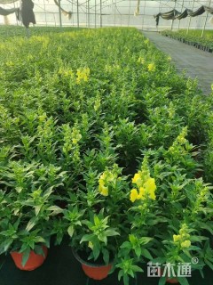 高度30厘米金鱼草