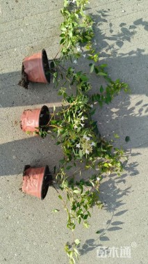 高度25厘米大花六道木小苗