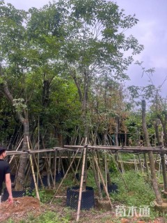 15公分紫花风铃木