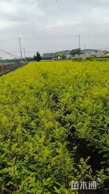 高度20厘米丰花月季