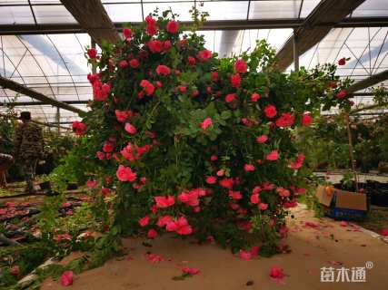 150厘米藤本月季