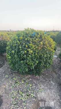 冠幅150厘米大叶黄杨球