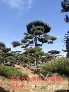 33公分造型油松