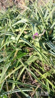 高度10厘米紫露草
