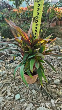 高度180厘米朱蕉