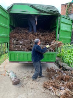 2.5公分五月脆李子苗