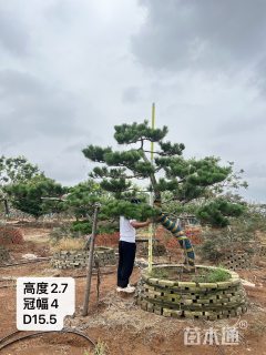 19公分造型黑松