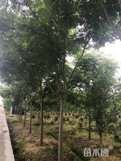 14公分黄山栾树