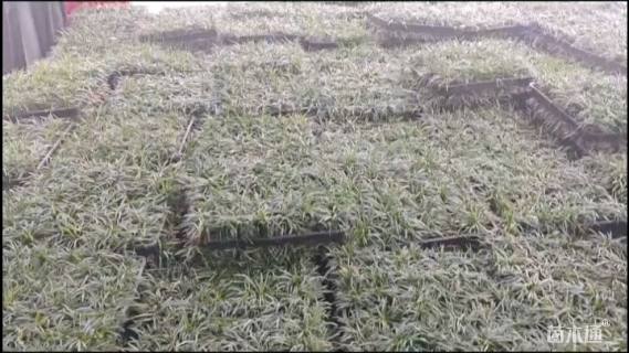 高度10厘米麦冬