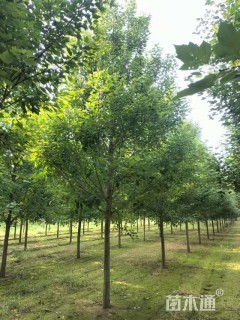 15公分美国红枫