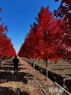 10公分美国红枫-红冠