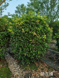 冠幅150厘米桂花球