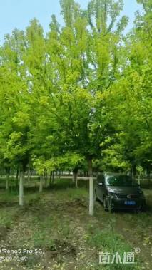 10公分绿叶复叶槭