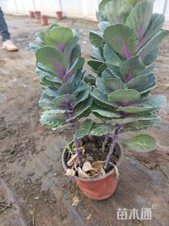 高度30厘米玫瑰