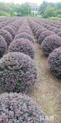 冠幅200厘米红花继木球