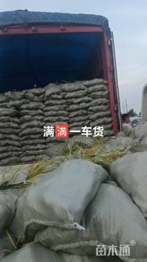 高度10厘米粉黛乱子草