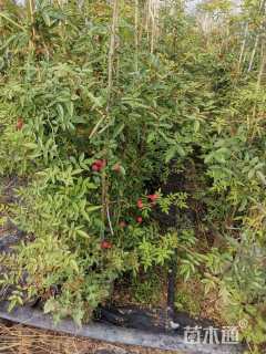 150厘米藤本月季