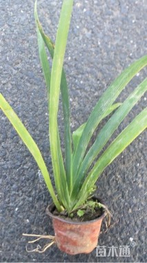 高度15厘米鸢尾