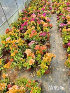 高度20厘米三角梅